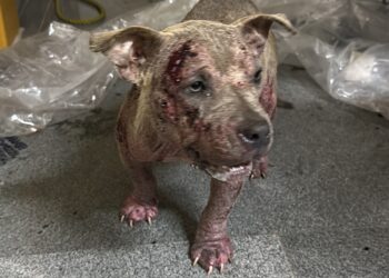 Grande quantia do tráfico e cão com maus-tratos são encontrados em comunidade