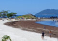 Camada de algas altera visual de praia da Região dos Lagos
