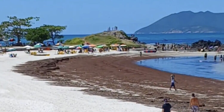 Camada de algas altera visual de praia da Região dos Lagos