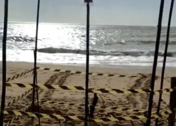 Temporada de desova: ninho de tartaruga é encontrado em praia