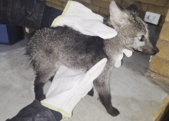 Filhote de cachorro-do-mato é devolvida à natureza após tratamentos