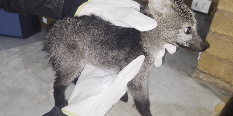 Filhote de cachorro-do-mato é devolvida à natureza após tratamentos
