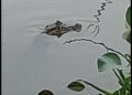 Jacarés são flagrados na Lagoa de Imboassica