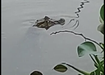 Jacarés são flagrados na Lagoa de Imboassica