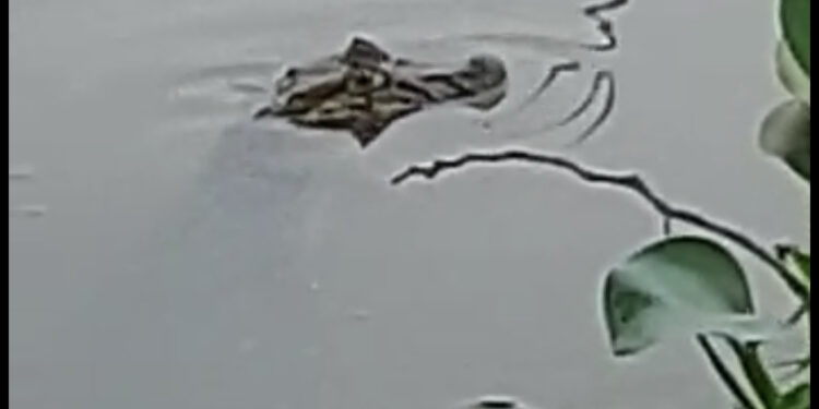 Jacarés são flagrados na Lagoa de Imboassica