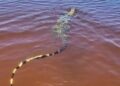 Lagarto Teiú é flagrado nadando tranquilamente em Lagoa de Carapebus