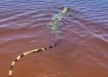 Lagarto Teiú é flagrado nadando tranquilamente em Lagoa de Carapebus