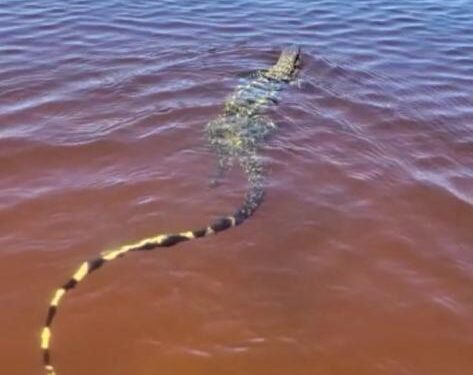 Lagarto Teiú é flagrado nadando tranquilamente em Lagoa de Carapebus