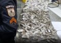 PM prende cinco homens com maconha, cocaína e  ecstasy, em Araruama