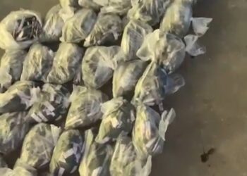 PM apreende mais de 3 mil trouxinhas de maconha em Cabo Frio