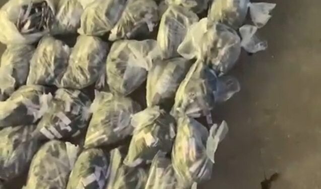 PM apreende mais de 3 mil trouxinhas de maconha em Cabo Frio