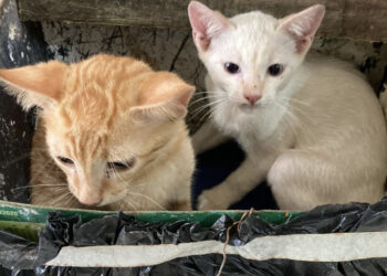 Filhotes de gato são abandonados em caixote na madrugada desta sexta-feira (17)