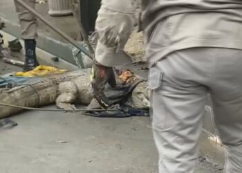 ”Lacoste”, que passeava em rua, é capturado após “canseira”