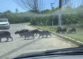 “Bonde das Capi Unidas” desfila por bairro e para trânsito