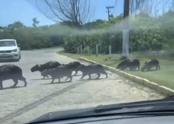 “Bonde das Capi Unidas” desfila por bairro e para trânsito