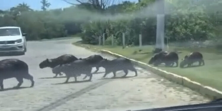 “Bonde das Capi Unidas” desfila por bairro e para trânsito