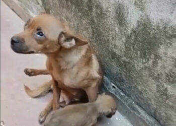 Homem é preso por maus-tratos após jogar filhote com vida no lixo