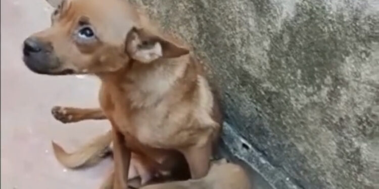 Homem é preso por maus-tratos após jogar filhote com vida no lixo