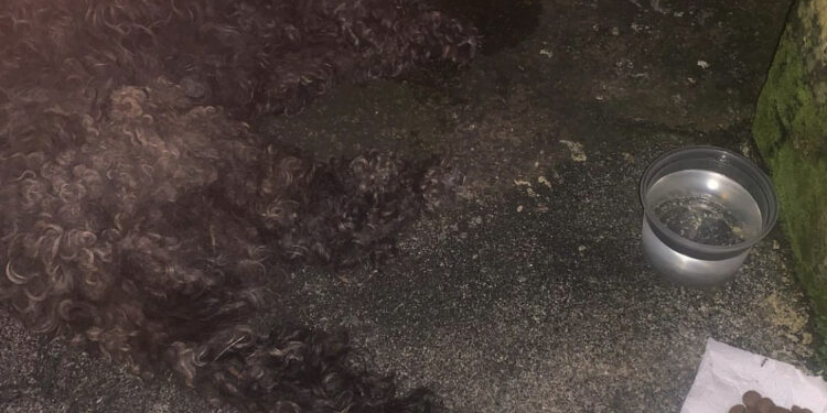 Animal é abandonado em situação deplorável e subsecretaria Animal presta queixa