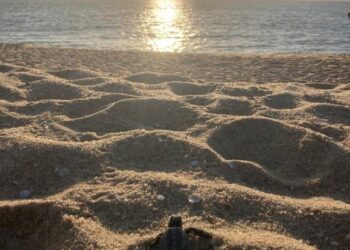 Grupo flagra nascimento de tartarugas marinhas na Região dos Lagos