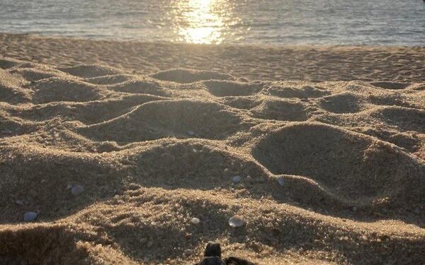 Grupo flagra nascimento de tartarugas marinhas na Região dos Lagos