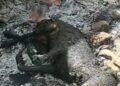 Animal morre carbonizado em Macaé