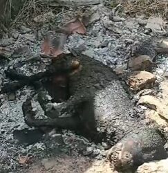 Animal morre carbonizado em Macaé