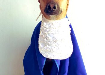 Bob: o “anjinho” reprovado na creche