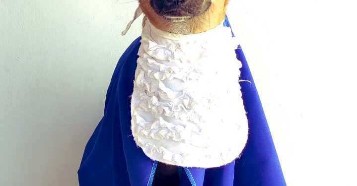 Bob: o “anjinho” reprovado na creche