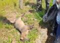 Animais silvestres são atropelados na RJ-162