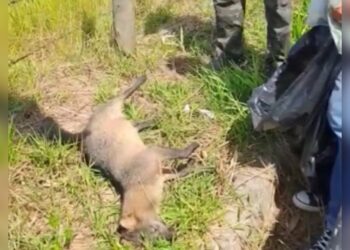 Animais silvestres são atropelados na RJ-162