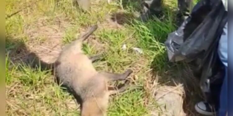 Animais silvestres são atropelados na RJ-162