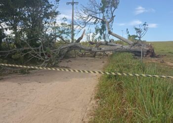 Homem morre após ser atingido por tronco de árvore em estrada