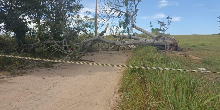 Homem morre após ser atingido por tronco de árvore em estrada