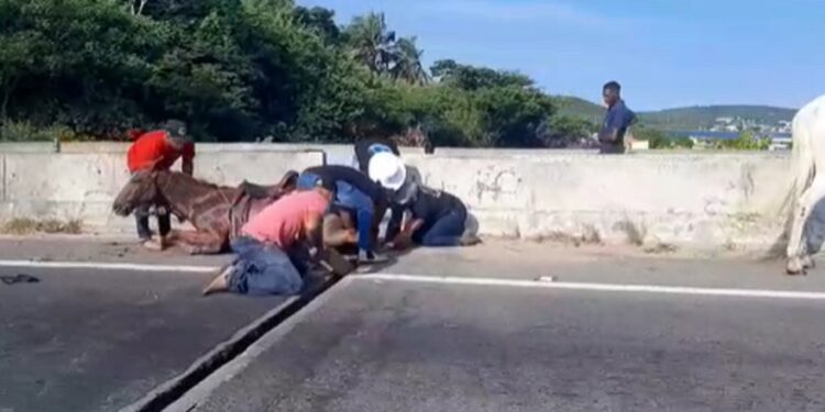 Cavalo fica preso em falha de ponte na Região dos Lagos