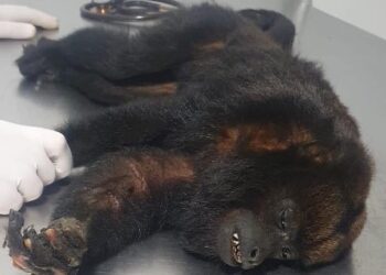 Macaco bugio é resgatado na noite desta terça-feira (28)