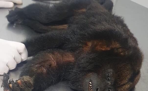 Macaco bugio é resgatado na noite desta terça-feira (28)