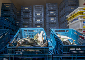 De infração para boa ação: peixes apreendidos são doados pelo Pró-Bem