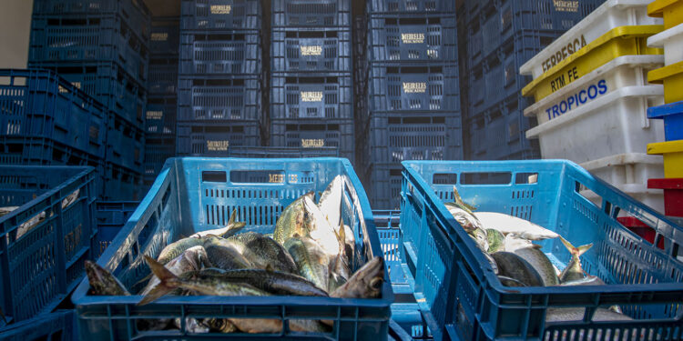De infração para boa ação: peixes apreendidos são doados pelo Pró-Bem