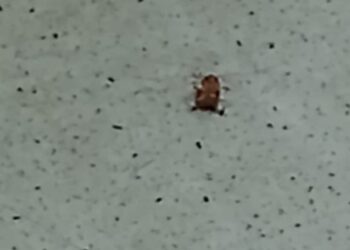 Denúncia: insalubridade e falta de direitos trabalhistas na UPA do Parque Burle