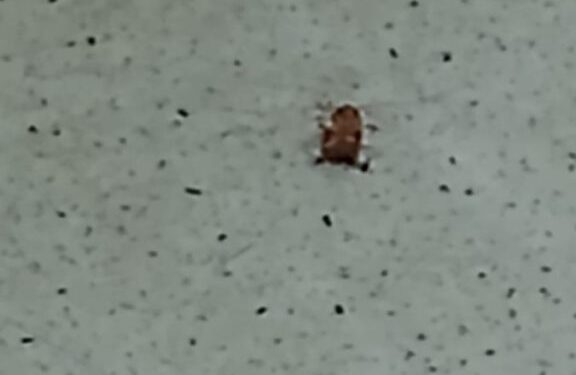 Denúncia: insalubridade e falta de direitos trabalhistas na UPA do Parque Burle