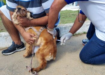 Dia D: Vacinação Antirrábica acontece neste sábado em Macaé