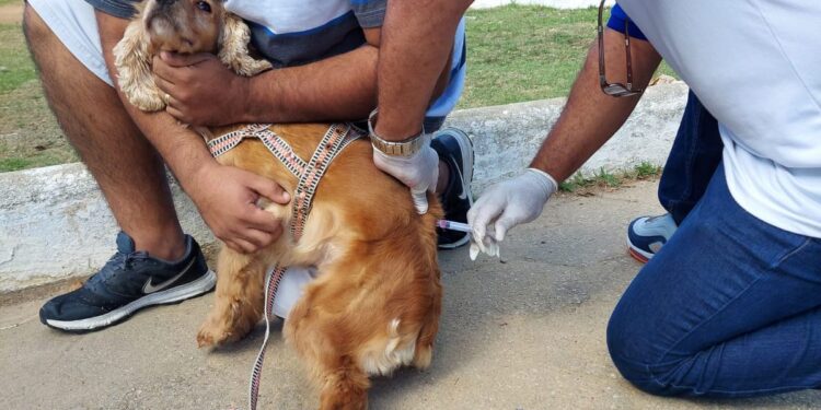 Dia D: Vacinação Antirrábica acontece neste sábado em Macaé