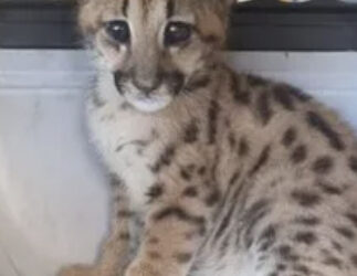 Filhote de onça-parda é resgatada em área rural de município