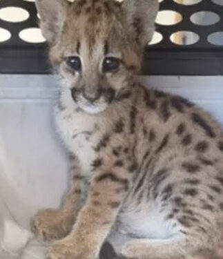 Filhote de onça-parda é resgatada em área rural de município