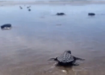 Tartarugas Cabeçudas nascem na Praia da Enseada