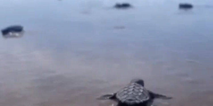 Tartarugas Cabeçudas nascem na Praia da Enseada