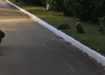 Família de capivara é “flagrada” aproveitando entardecer