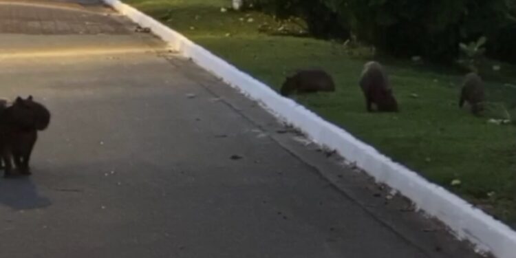 Família de capivara é “flagrada” aproveitando entardecer