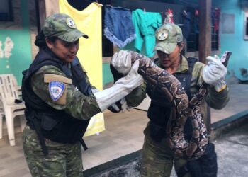 Jiboia de 2,5 metros é capturada em residência pela Guarda Municipal